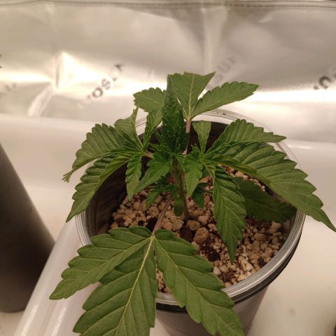 Critical Orange Punch #1 growlog timeline photo
