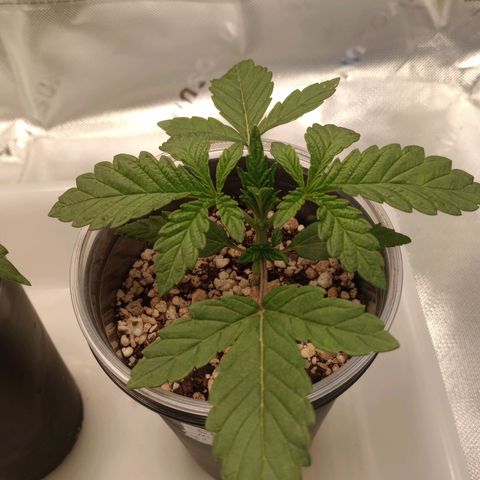 Critical Orange Punch #2 growlog timeline photo