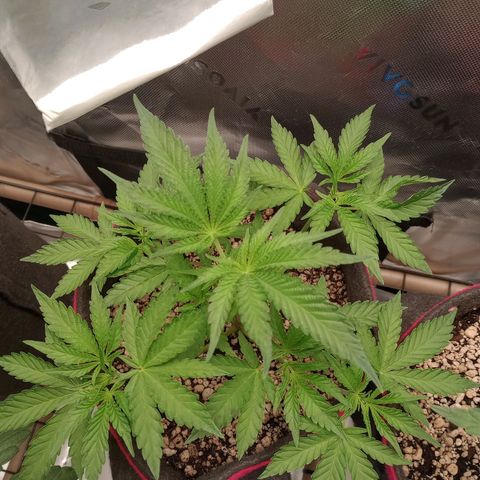 Critical Orange Punch #1 growlog timeline photo