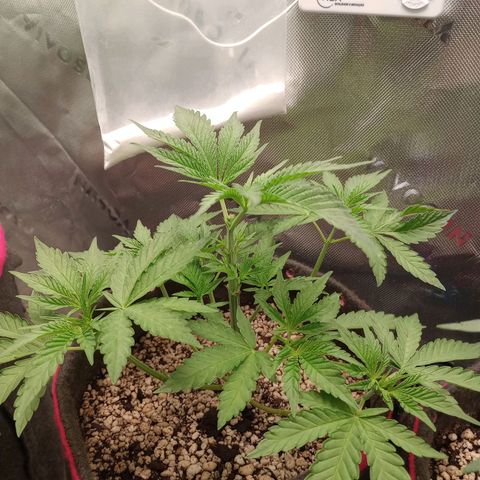 Critical Orange Punch #1 growlog timeline photo