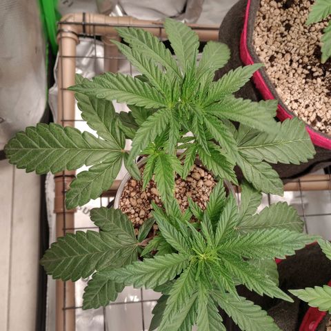 Afghani Gold growlog timeline photo