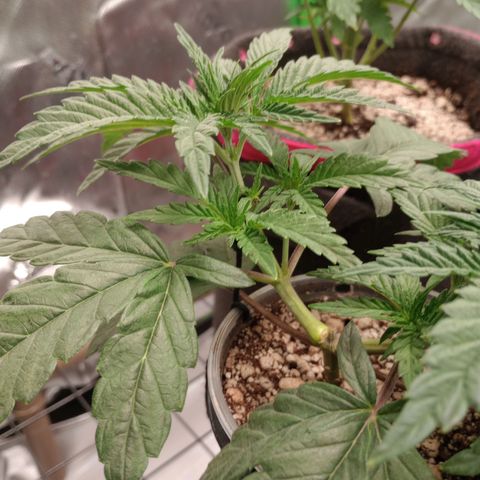 Afghani Gold growlog timeline photo
