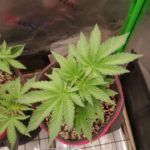 Critical Orange Punch #2 growlog timeline photo
