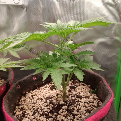 Critical Orange Punch #2 growlog timeline photo