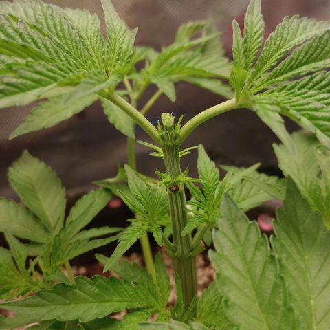 Critical Orange Punch #1 growlog photo: Poda