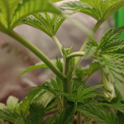 Critical Orange Punch #2 growlog photo: Poda