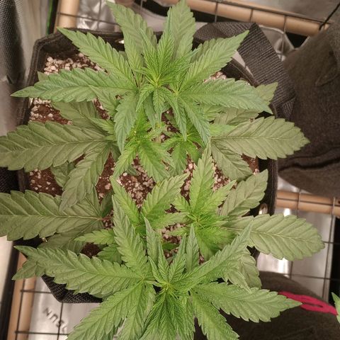 Afghani Gold growlog timeline photo