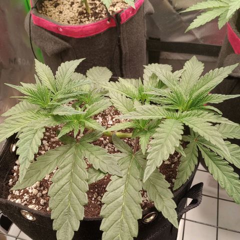 Afghani Gold growlog timeline photo