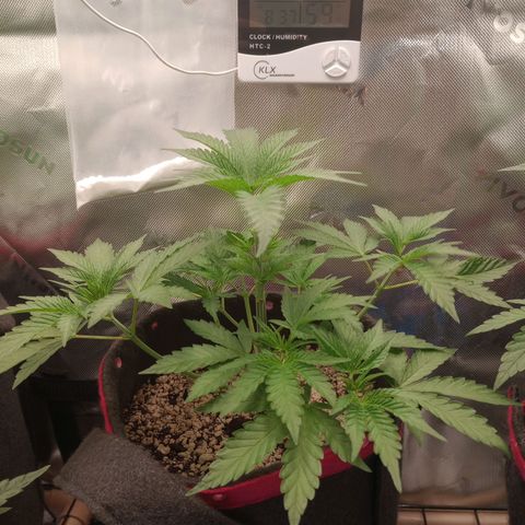 Critical Orange Punch #1 growlog timeline photo