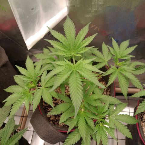 Critical Orange Punch #1 growlog timeline photo