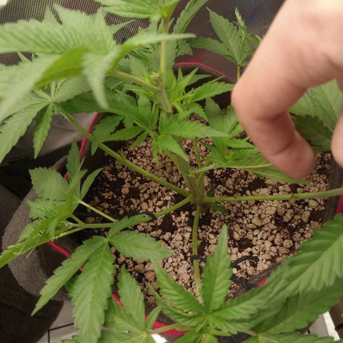 Critical Orange Punch #1 growlog timeline photo