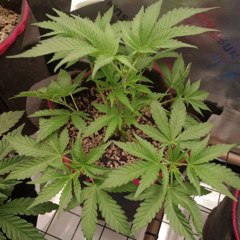 Critical Orange Punch #1 growlog timeline photo
