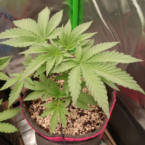 Critical Orange Punch #2 growlog timeline photo