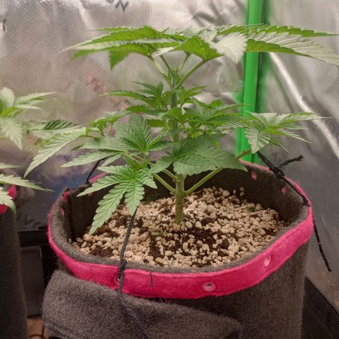 Critical Orange Punch #2 growlog timeline photo