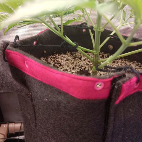 Critical Orange Punch #1 growlog timeline photo