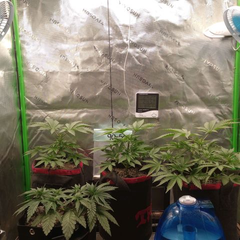 Critical Orange Punch #1 growlog timeline photo