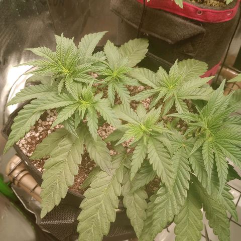 Afghani Gold growlog timeline photo