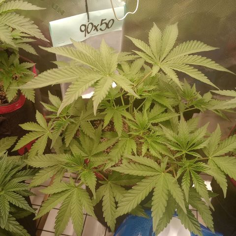 Critical Orange Punch #1 growlog timeline photo