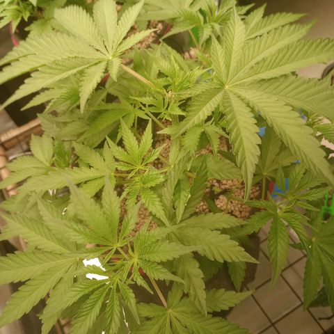 Critical Orange Punch #1 growlog timeline photo