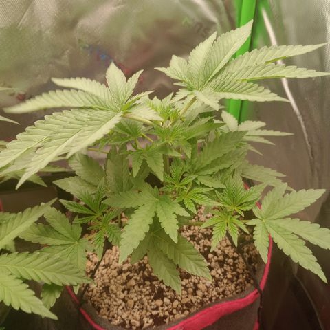Critical Orange Punch #2 growlog timeline photo