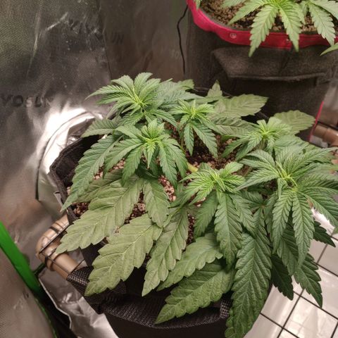 Afghani Gold growlog timeline photo