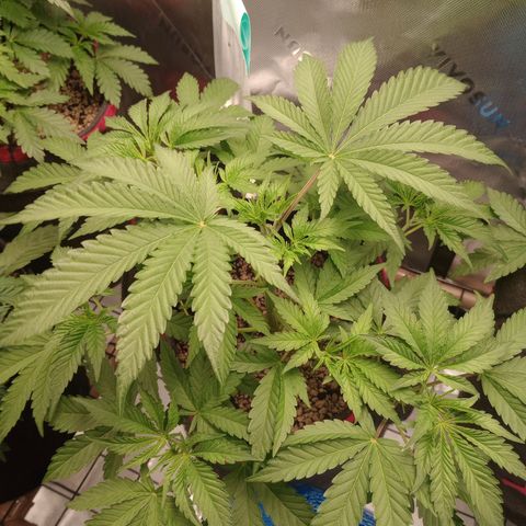 Critical Orange Punch #1 growlog timeline photo