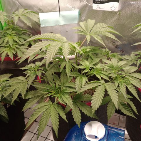 Critical Orange Punch #1 growlog timeline photo