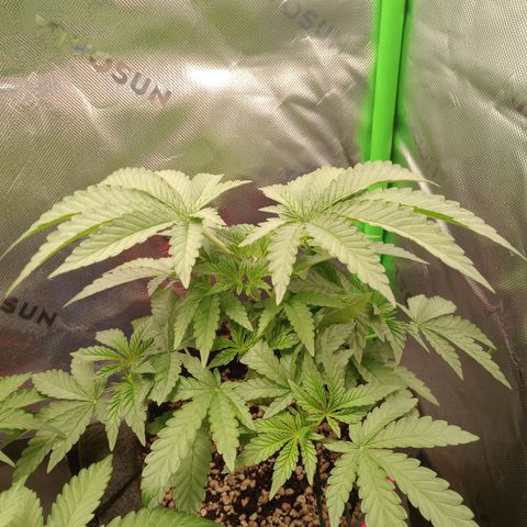 Critical Orange Punch #2 growlog timeline photo