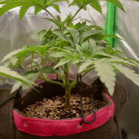 Critical Orange Punch #2 growlog timeline photo