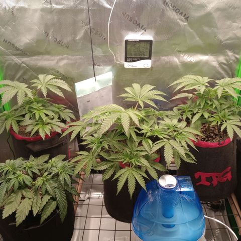 Critical Orange Punch #1 growlog timeline photo