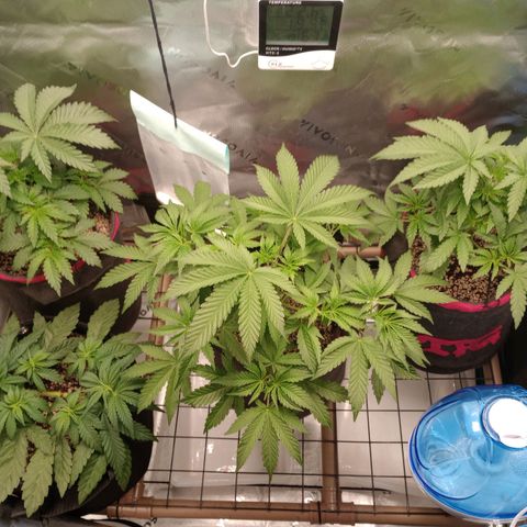 Critical Orange Punch #1 growlog timeline photo