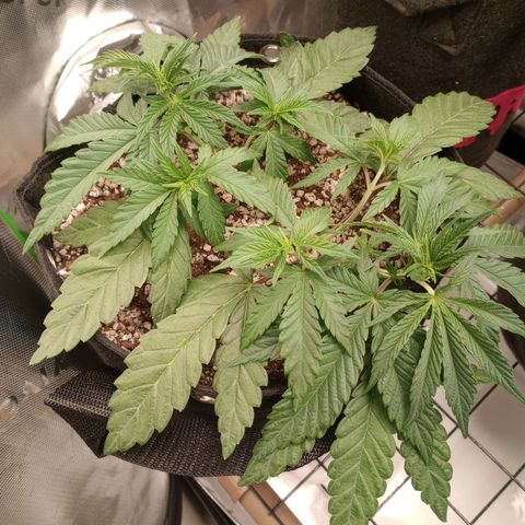 Critical Orange Punch #1 growlog photo: Amanheceram murchas. Necessidade de mais nutrientes? 