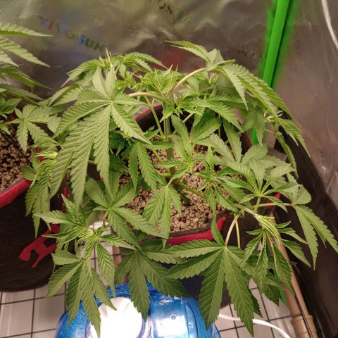 Critical Orange Punch #1 growlog photo: Amanheceram murchas. Necessidade de mais nutrientes? 