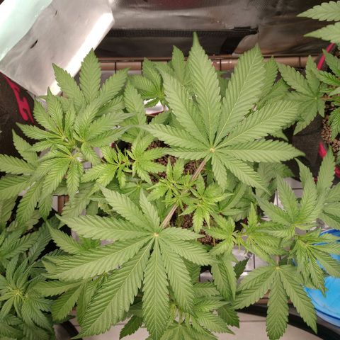 Critical Orange Punch #1 growlog timeline photo