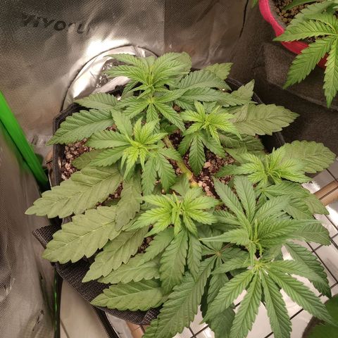 Afghani Gold growlog photo: Amanheceram murchas novamente. Não era ausência de nutrientes :(