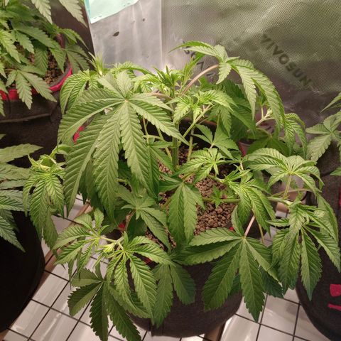 Critical Orange Punch #1 growlog photo: Amanheceram murchas novamente. Não era ausência de nutrientes :(