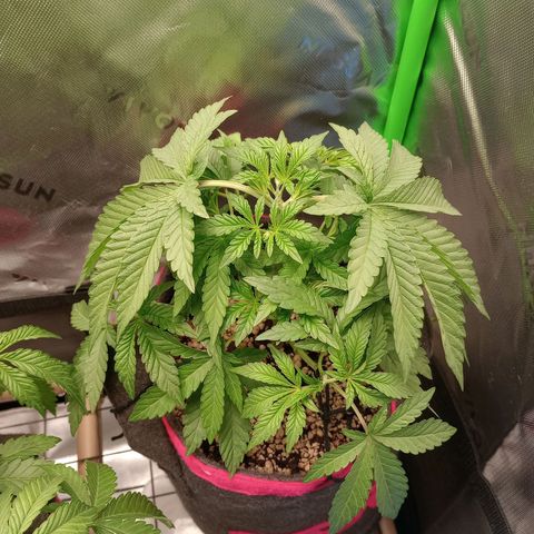 Critical Orange Punch #2 growlog photo: Amanheceram murchas novamente. Não era ausência de nutrientes :(