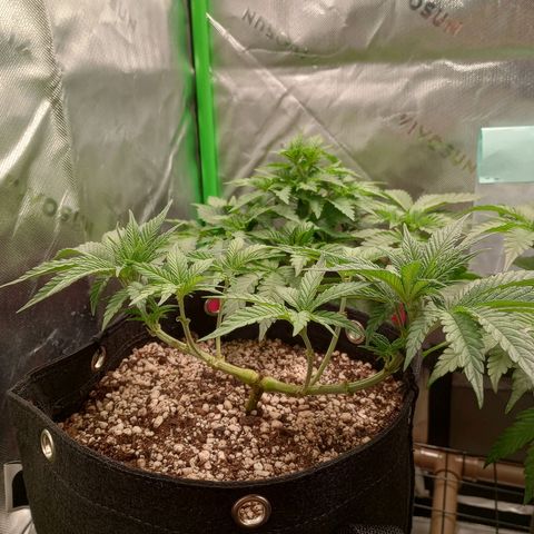 Afghani Gold growlog timeline photo