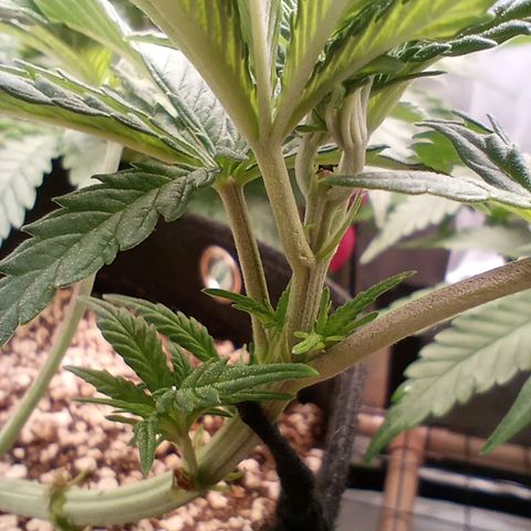 Afghani Gold growlog timeline photo