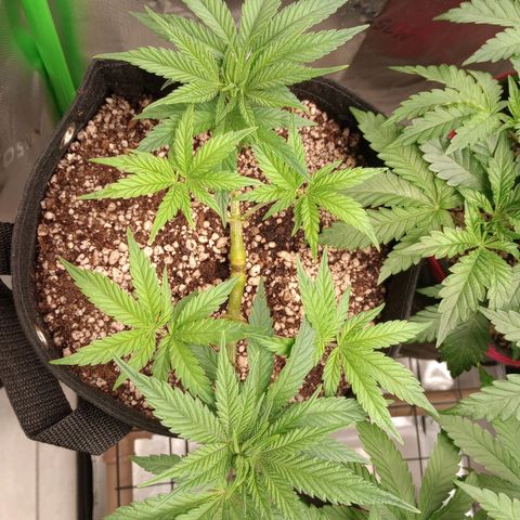 Afghani Gold growlog timeline photo