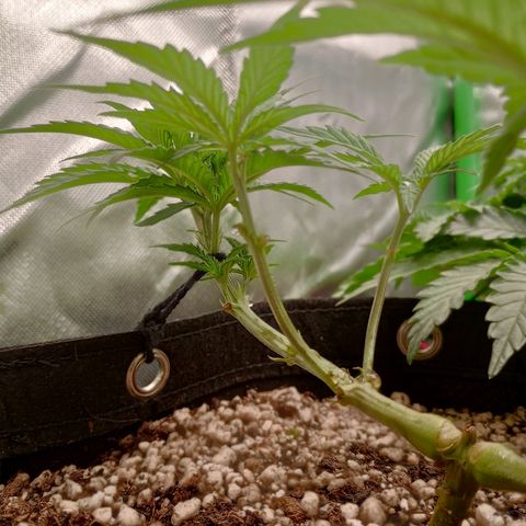 Afghani Gold growlog timeline photo