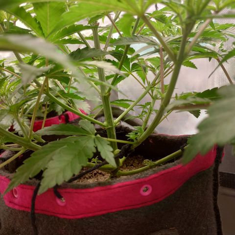 Critical Orange Punch #1 growlog timeline photo