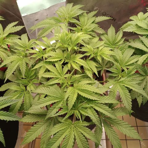 Critical Orange Punch #1 growlog timeline photo