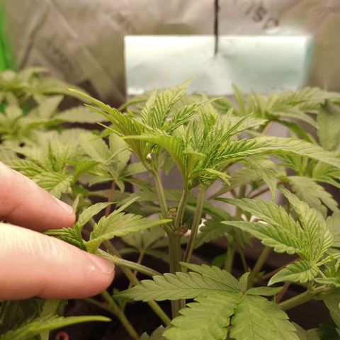 Critical Orange Punch #2 growlog timeline photo