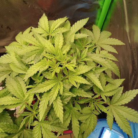 Critical Orange Punch #2 growlog timeline photo