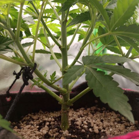 Critical Orange Punch #2 growlog timeline photo