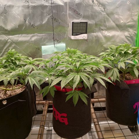 Critical Orange Punch #1 growlog timeline photo