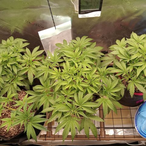 Critical Orange Punch #1 growlog timeline photo