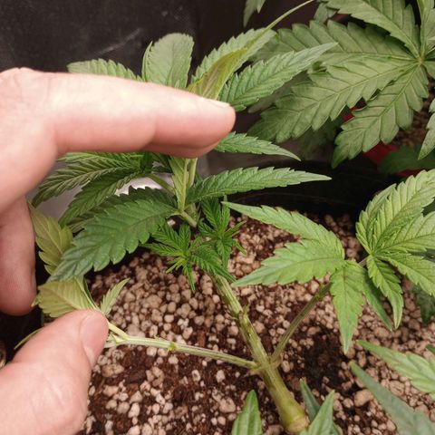 Afghani Gold growlog timeline photo