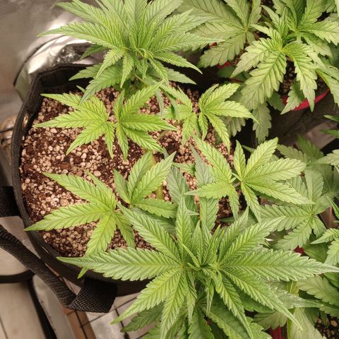 Afghani Gold growlog timeline photo